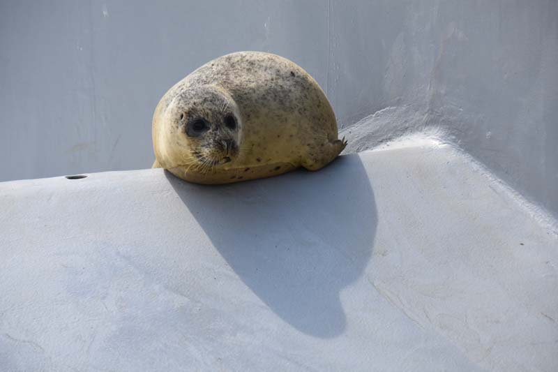 19-04-18_Holl_0202_GA2_8954