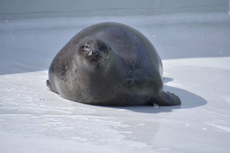 19-04-18_Holl_0478_GA2_9067