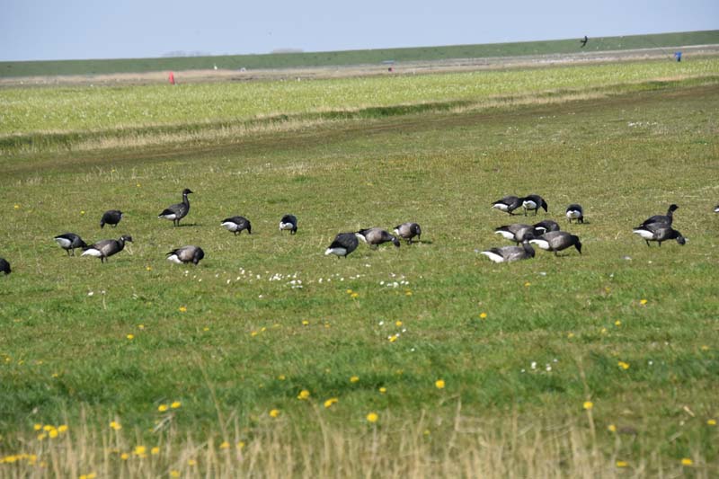 19-04-18_Holl_0779_GA2_9241