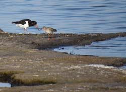 19-04-18_Holl_0950_GA2_9387-aus